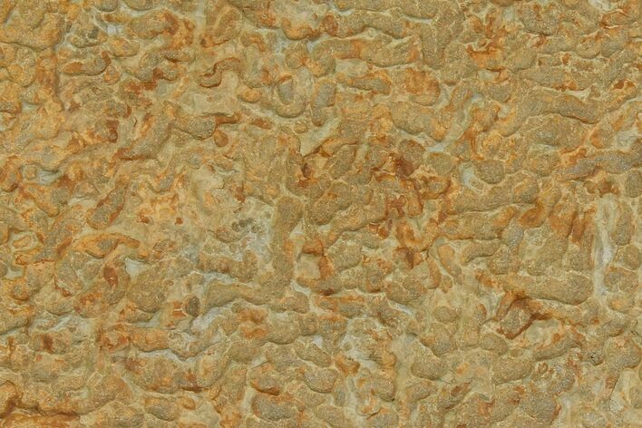 Pennsylvanian, Fossil Microbial Mat - Oklahoma #114060